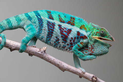 Holdbacks/Individuals: Ambanja Offspring from "Meet Me at Midnight" x "Small Fry" - Hatched: Dec 2024 - Male #3