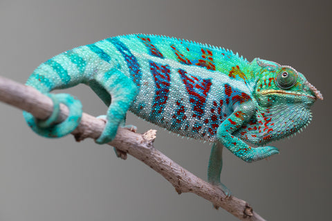 Holdbacks/Individuals: Ambanja Offspring from "Meet Me at Midnight" x "Small Fry" - Hatched: Dec 2024 - Male #3