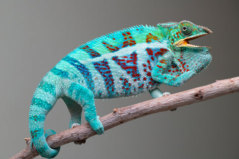 Holdbacks/Individuals: Ambanja Offspring from "Meet Me at Midnight" x "Small Fry" - Hatched: Dec 2024 - Male #3