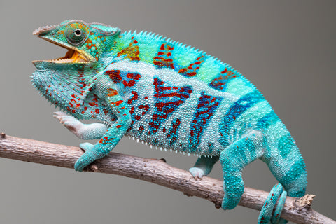 Holdbacks/Individuals: Ambanja Offspring from "Meet Me at Midnight" x "Small Fry" - Hatched: Dec 2024 - Male #3