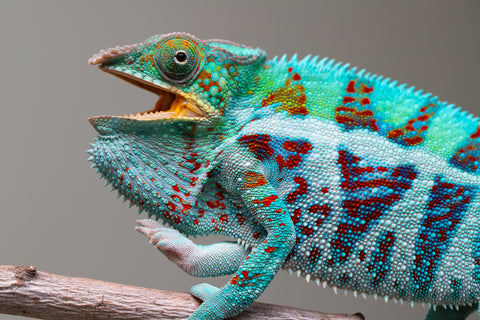 Holdbacks/Individuals: Ambanja Offspring from "Meet Me at Midnight" x "Small Fry" - Hatched: Dec 2024 - Male #3