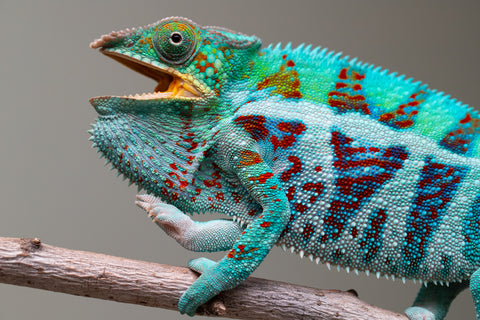 Holdbacks/Individuals: Ambanja Offspring from "Meet Me at Midnight" x "Small Fry" - Hatched: Dec 2024 - Male #3