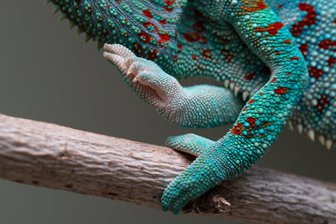 Holdbacks/Individuals: Ambanja Offspring from "Meet Me at Midnight" x "Small Fry" - Hatched: Dec 2024 - Male #3