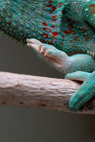 Holdbacks/Individuals: Ambanja Offspring from "Meet Me at Midnight" x "Small Fry" - Hatched: Dec 2024 - Male #3