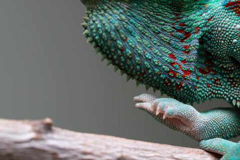 Holdbacks/Individuals: Ambanja Offspring from "Meet Me at Midnight" x "Small Fry" - Hatched: Dec 2024 - Male #3