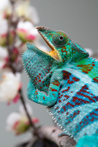 Holdbacks/Individuals: Ambanja Offspring from "Meet Me at Midnight" x "Small Fry" - Hatched: Dec 2024 - Male #3