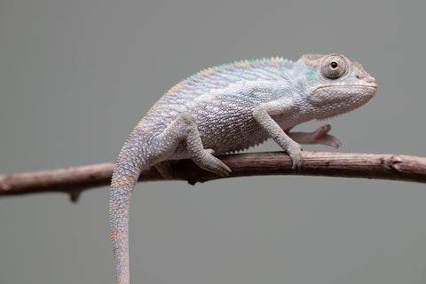 Holdbacks/Individuals: Ambanja Offspring from "Midnight Rider" x "Small Fry" - Hatched: June - July 25' - Male #1