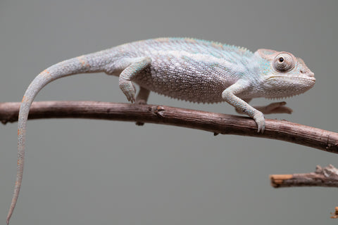 Holdbacks/Individuals: Ambanja Offspring from "Midnight Rider" x "Small Fry" - Hatched: June - July 25' - Male #1