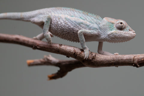 Holdbacks/Individuals: Ambanja Offspring from "Midnight Rider" x "Small Fry" - Hatched: June - July 25' - Male #1