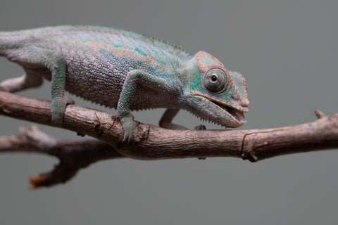 Holdbacks/Individuals: Ambanja Offspring from "Midnight Rider" x "Small Fry" - Hatched: June - July 25' - Male #1