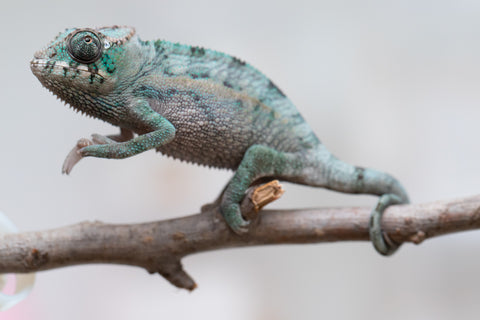 Holdbacks/Individuals: Ambanja Offspring from "Midnight Rider" x "Small Fry" - Hatched: June - July 25' - Male #1