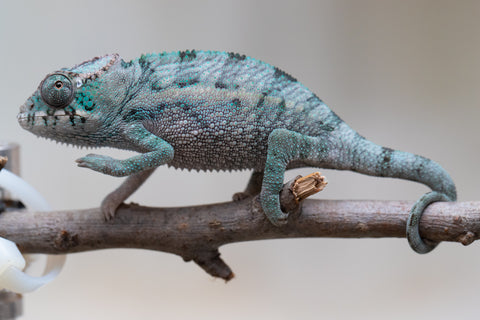 Holdbacks/Individuals: Ambanja Offspring from "Midnight Rider" x "Small Fry" - Hatched: June - July 25' - Male #1