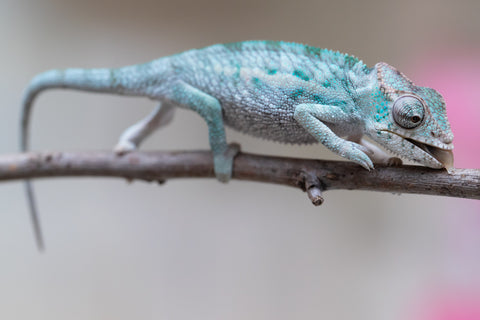 Holdbacks/Individuals: Ambanja Offspring from "Midnight Rider" x "Small Fry" - Hatched: June - July 25' - Male #1