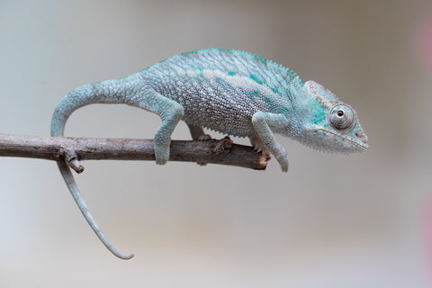 Holdbacks/Individuals: Ambanja Offspring from "Midnight Rider" x "Small Fry" - Hatched: June - July 25' - Male #1