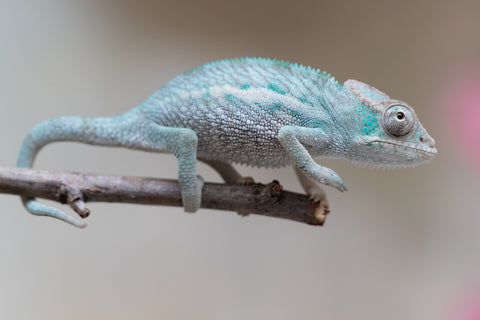 Holdbacks/Individuals: Ambanja Offspring from "Midnight Rider" x "Small Fry" - Hatched: June - July 25' - Male #1