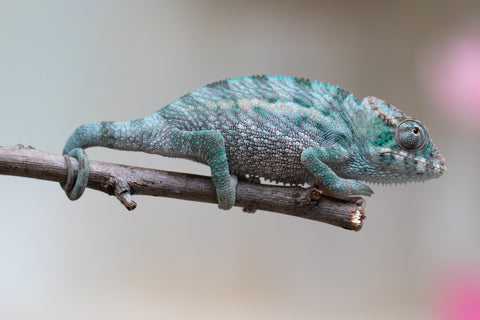Holdbacks/Individuals: Ambanja Offspring from "Midnight Rider" x "Small Fry" - Hatched: June - July 25' - Male #1