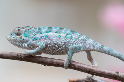 Holdbacks/Individuals: Ambanja Offspring from "Midnight Rider" x "Small Fry" - Hatched: June - July 25' - Male #1