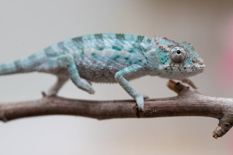 Holdbacks/Individuals: Ambanja Offspring from "Midnight Rider" x "Small Fry" - Hatched: June - July 25' - Male #1