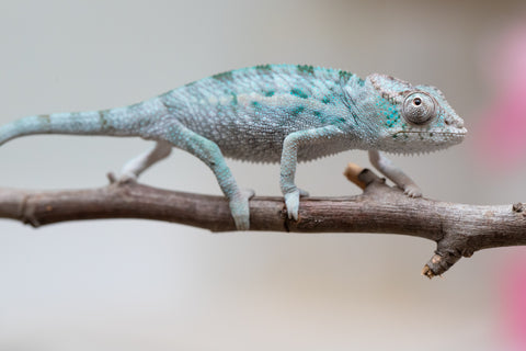 Holdbacks/Individuals: Ambanja Offspring from "Midnight Rider" x "Small Fry" - Hatched: June - July 25' - Male #1