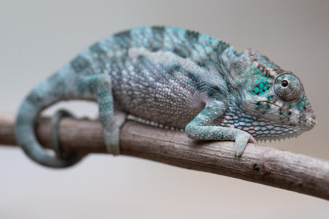 Holdbacks/Individuals: Ambanja Offspring from "Midnight Rider" x "Small Fry" - Hatched: June - July 25' - Male #1