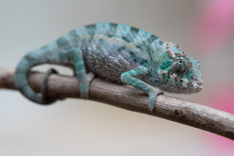 Holdbacks/Individuals: Ambanja Offspring from "Midnight Rider" x "Small Fry" - Hatched: June - July 25' - Male #1