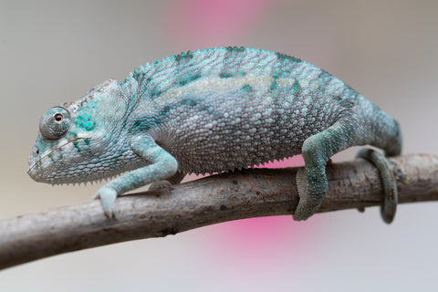 Holdbacks/Individuals: Ambanja Offspring from "Midnight Rider" x "Small Fry" - Hatched: June - July 25' - Male #1