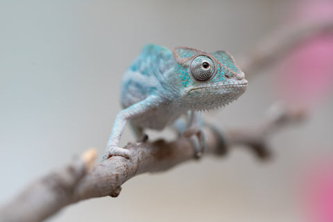 Holdbacks/Individuals: Ambanja Offspring from "Midnight Rider" x "Small Fry" - Hatched: June - July 25' - Male #1