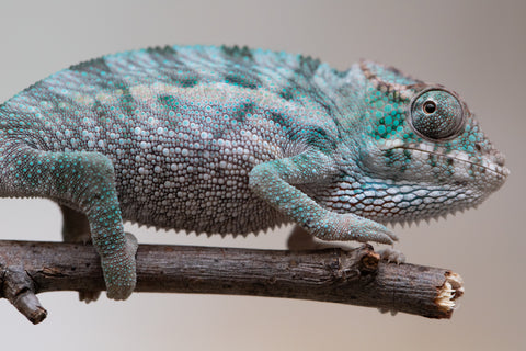 Holdbacks/Individuals: Ambanja Offspring from "Midnight Rider" x "Small Fry" - Hatched: June - July 25' - Male #1