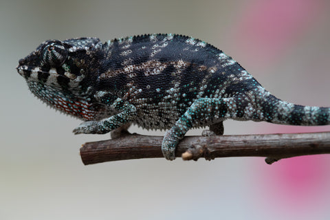 Holdbacks/Individuals: Ambanja Offspring from "Midnight Rider" x "Small Fry" - Hatched: June - July 25' - Male #2