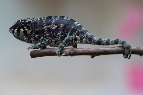 Holdbacks/Individuals: Ambanja Offspring from "Midnight Rider" x "Small Fry" - Hatched: June - July 25' - Male #2