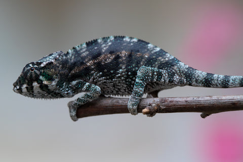 Holdbacks/Individuals: Ambanja Offspring from "Midnight Rider" x "Small Fry" - Hatched: June - July 25' - Male #2