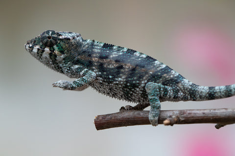 Holdbacks/Individuals: Ambanja Offspring from "Midnight Rider" x "Small Fry" - Hatched: June - July 25' - Male #2