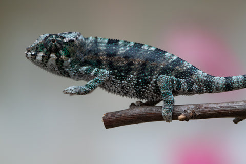 Holdbacks/Individuals: Ambanja Offspring from "Midnight Rider" x "Small Fry" - Hatched: June - July 25' - Male #2