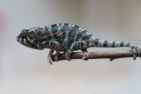 Holdbacks/Individuals: Ambanja Offspring from "Midnight Rider" x "Small Fry" - Hatched: June - July 25' - Male #2
