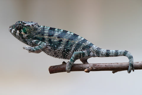 Holdbacks/Individuals: Ambanja Offspring from "Midnight Rider" x "Small Fry" - Hatched: June - July 25' - Male #2