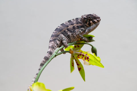 Holdbacks/Individuals: Ambanja Offspring from "Midnight Rider" x "Small Fry" - Hatched: June - July 25' - Male #2