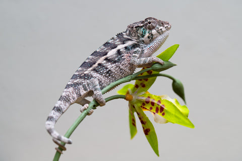 Holdbacks/Individuals: Ambanja Offspring from "Midnight Rider" x "Small Fry" - Hatched: June - July 25' - Male #2