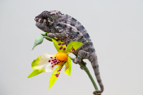 Holdbacks/Individuals: Ambanja Offspring from "Midnight Rider" x "Small Fry" - Hatched: June - July 25' - Male #2
