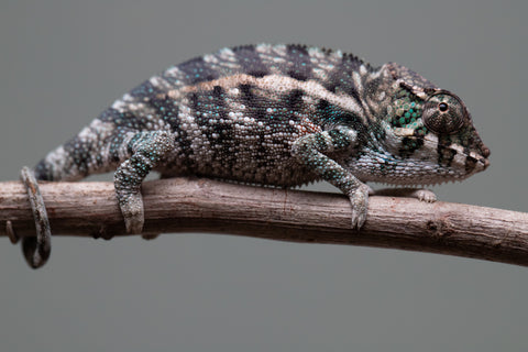 Holdbacks/Individuals: Ambanja Offspring from "Midnight Rider" x "Small Fry" - Hatched: June - July 25' - Male #2