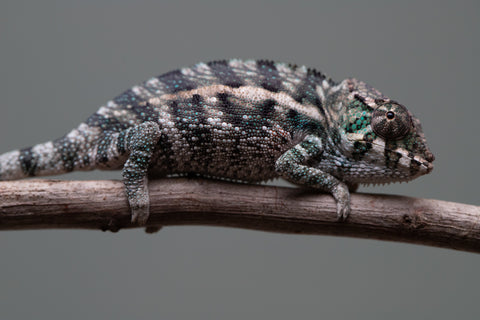 Holdbacks/Individuals: Ambanja Offspring from "Midnight Rider" x "Small Fry" - Hatched: June - July 25' - Male #2