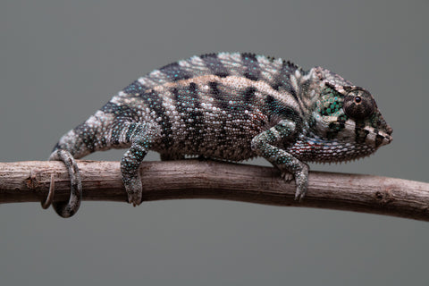 Holdbacks/Individuals: Ambanja Offspring from "Midnight Rider" x "Small Fry" - Hatched: June - July 25' - Male #2