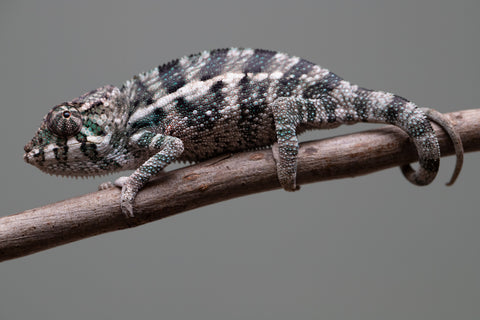 Holdbacks/Individuals: Ambanja Offspring from "Midnight Rider" x "Small Fry" - Hatched: June - July 25' - Male #2