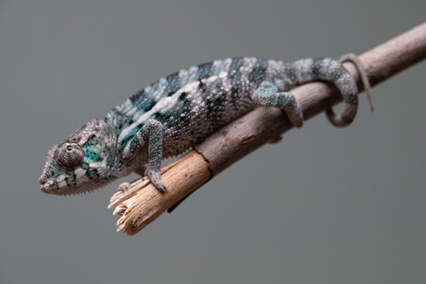 Holdbacks/Individuals: Ambanja Offspring from "Midnight Rider" x "Small Fry" - Hatched: June - July 25' - Male #2