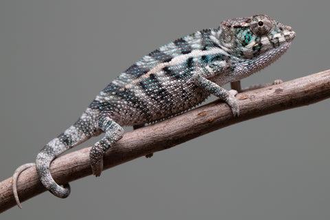 Holdbacks/Individuals: Ambanja Offspring from "Midnight Rider" x "Small Fry" - Hatched: June - July 25' - Male #2