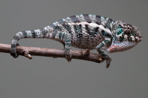 Holdbacks/Individuals: Ambanja Offspring from "Midnight Rider" x "Small Fry" - Hatched: June - July 25' - Male #2
