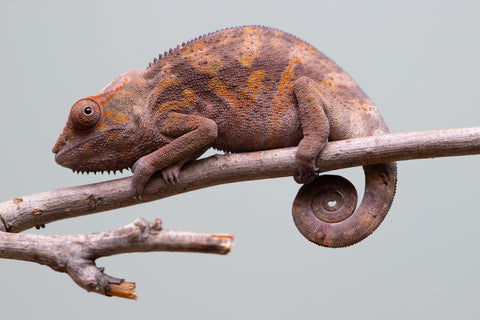 Holdbacks/Individuals: Ambanja Offspring from "Midnight Rider" x "Small Fry" - Hatched: June - July 25' - Female #1