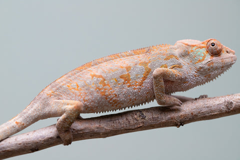 Holdbacks/Individuals: Ambanja Offspring from "Midnight Rider" x "Small Fry" - Hatched: June - July 25' - Female #1