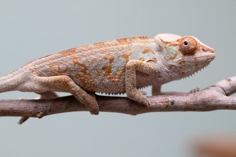 Holdbacks/Individuals: Ambanja Offspring from "Midnight Rider" x "Small Fry" - Hatched: June - July 25' - Female #1