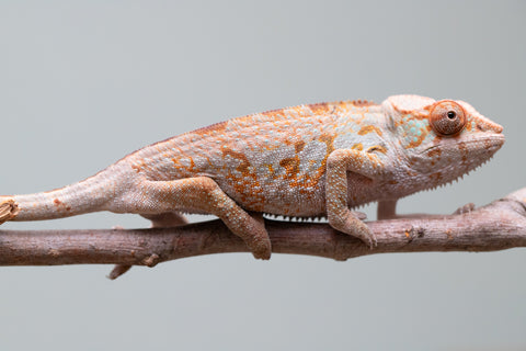 Holdbacks/Individuals: Ambanja Offspring from "Midnight Rider" x "Small Fry" - Hatched: June - July 25' - Female #1