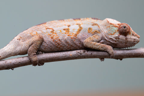 Holdbacks/Individuals: Ambanja Offspring from "Midnight Rider" x "Small Fry" - Hatched: June - July 25' - Female #1